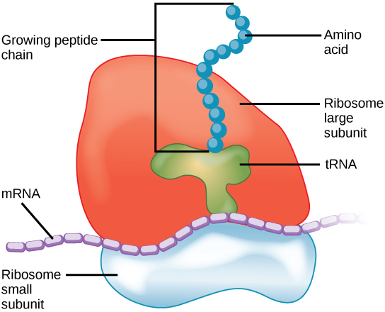 The ribosome consists of a small subunit and a large subunit, which is about three times as big as the small one. The large subunit sits on top of the small one. A chain of m R N A threads between the large and small subunits. A protein chain extends from the top of the large subunit.