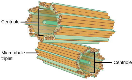 The image depicts two tube-like structures, one on top of the other, at right angles. Each of the tubes is labeled as the centriole. Each tube is composed of smaller tubes grouped in threes; these are labeled 'microtubule triplet.' Each centriole tube is composed of nine triplets arranged to form the wall of the tube.