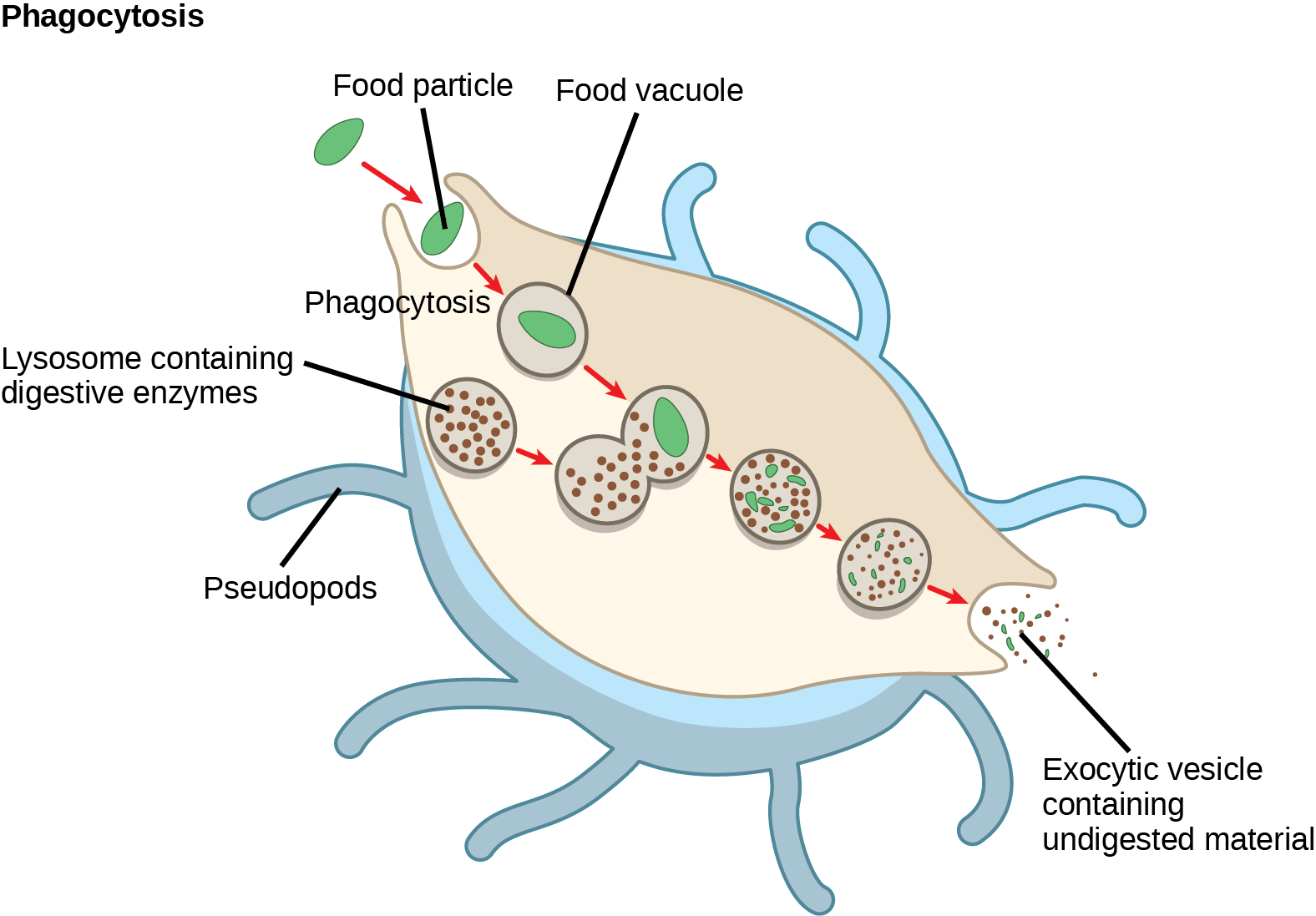 In this illustration, a eukaryotic cell is shown consuming a bacterium. As the bacterium is consumed, it is encapsulated in a vesicle. The vesicle fuses with a lysosome, and proteins inside the lysosome digest the bacterium.
