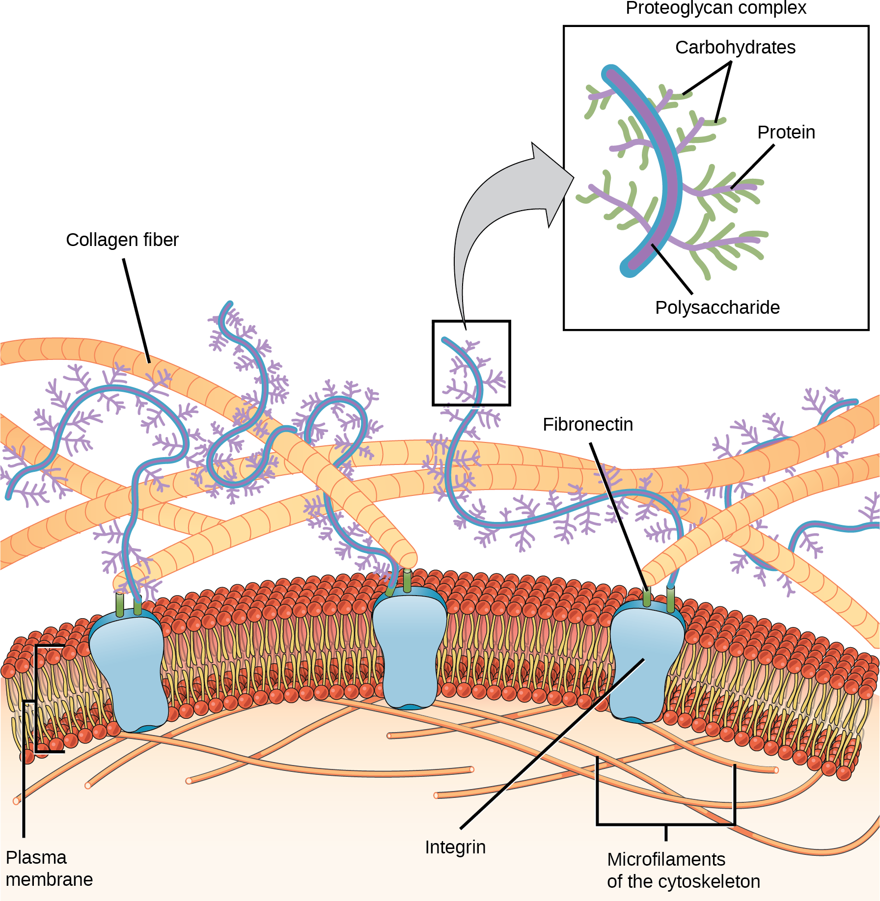 This illustration shows the plasma membrane. Embedded in the plasma membrane are integral membrane proteins called integrins. On the exterior of the cell is a vast network of collagen fibers. The fibers are attached to the integrins via a protein called fibronectin. Proteoglycan complexes also extend from the plasma membrane to the extracellular matrix. A close-up view shows that each proteoglycan complex is composed of a polysaccharide core. Proteins branch from this core, and carbohydrates branch from the proteins. The inside of the cytoplasmic membrane is lined with microfilaments of the cytoskeleton.