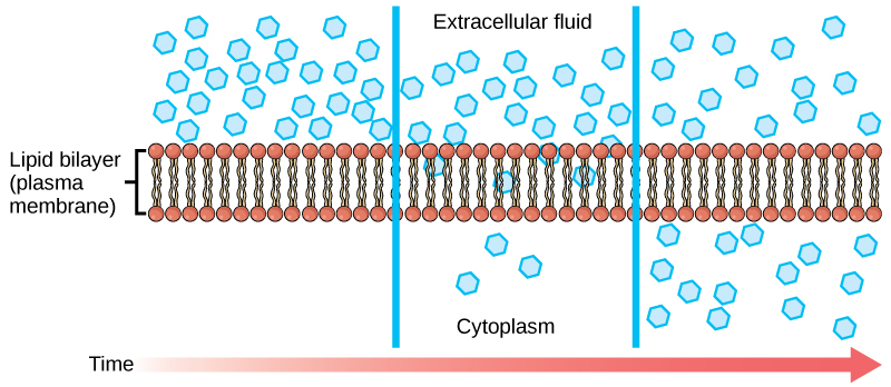 The left part of this illustration shows a substance on one side of a membrane only, in the extracellular fluid. The middle part shows that, after some time, some of the substance has diffused across the plasma membrane, from the extracellular fluid and into the cytoplasm. The right part shows that, after more time, an equal amount of the substance is on each side of the membrane.