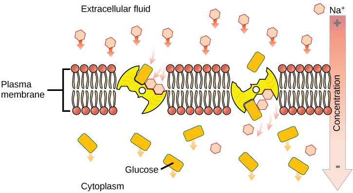 This illustration shows a membrane bilayer with two integral membrane proteins embedded in it. The first, a sodium-potassium pump, uses energy from A T P hydrolysis to pump three sodium ions out of the cell for every two potassium ions it pumps into the cell. The result is a high concentration of sodium outside the cell and a high concentration of potassium inside the cell. There is also a high concentration of amino acids outside the cell, and a low concentration inside. A sodium-amino acid co-transporter simultaneously transports sodium and the amino acid into the cell.