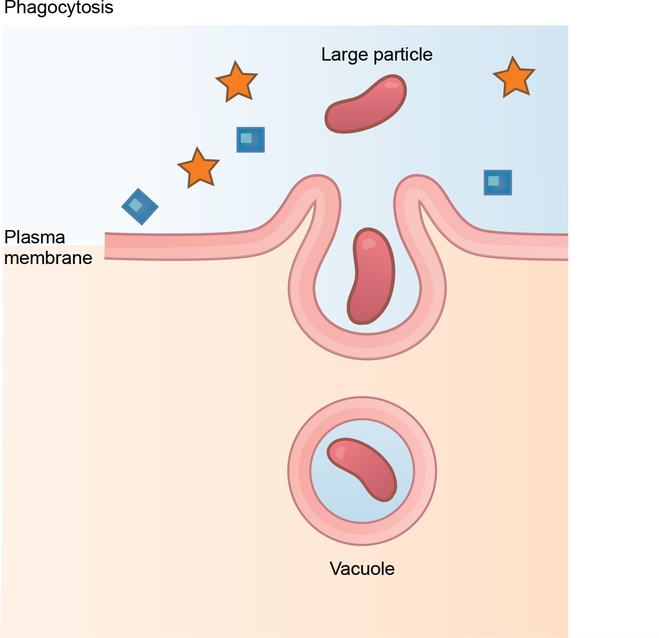 What Is Bulk Transport Mechanism Give An Example Ppt