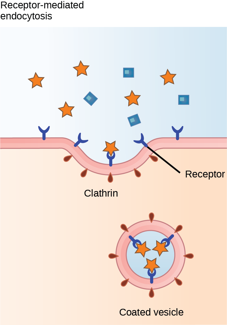 This illustration shows a part of the plasma membrane that is clathrin-coated on the cytoplasmic side and has receptors on the extracellular side. The receptors bind a substance, then pinch off to form a vesicle.