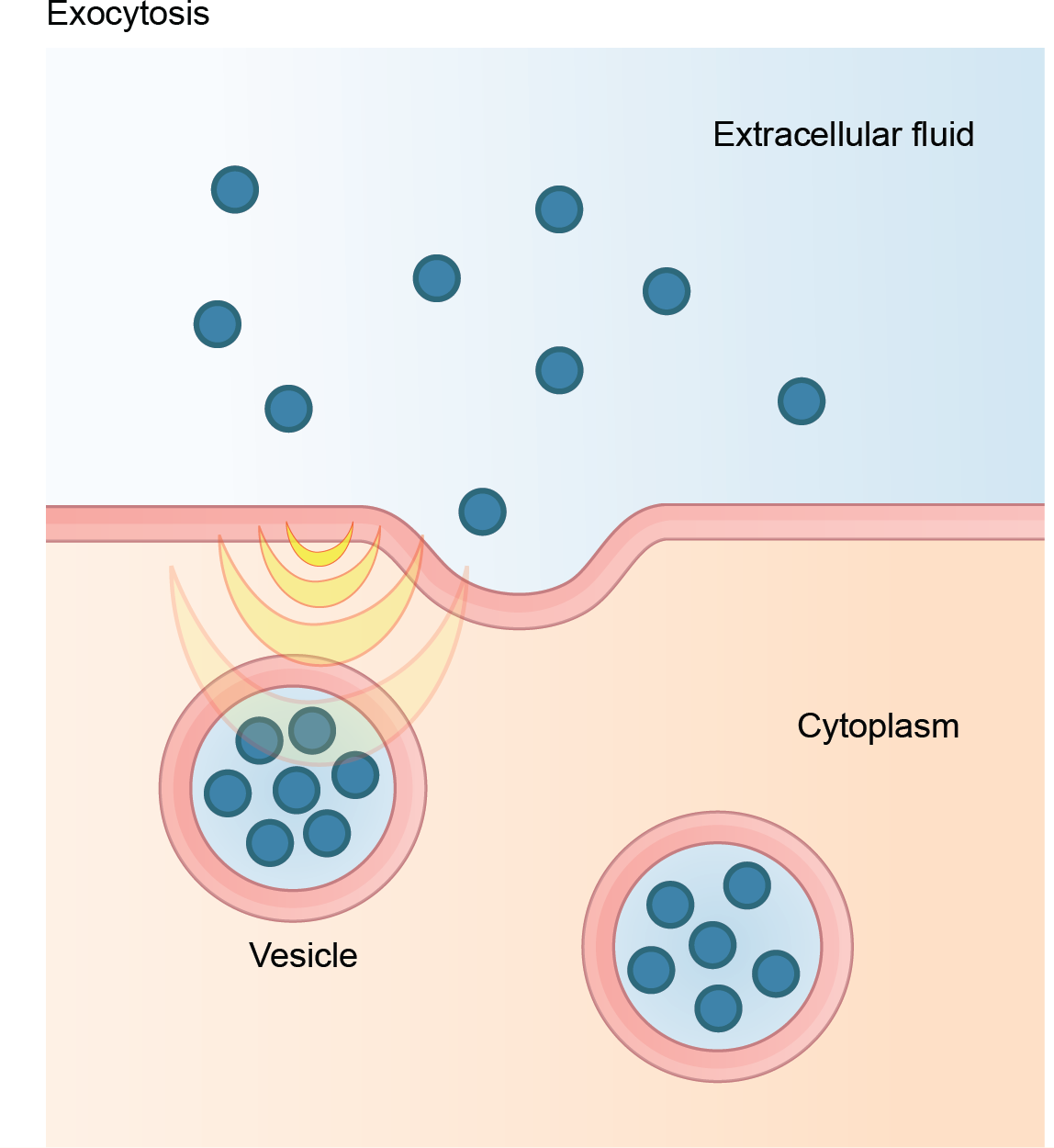 This illustration shows vesicles fusing with the plasma membrane and releasing their contents to the extracellular fluid.