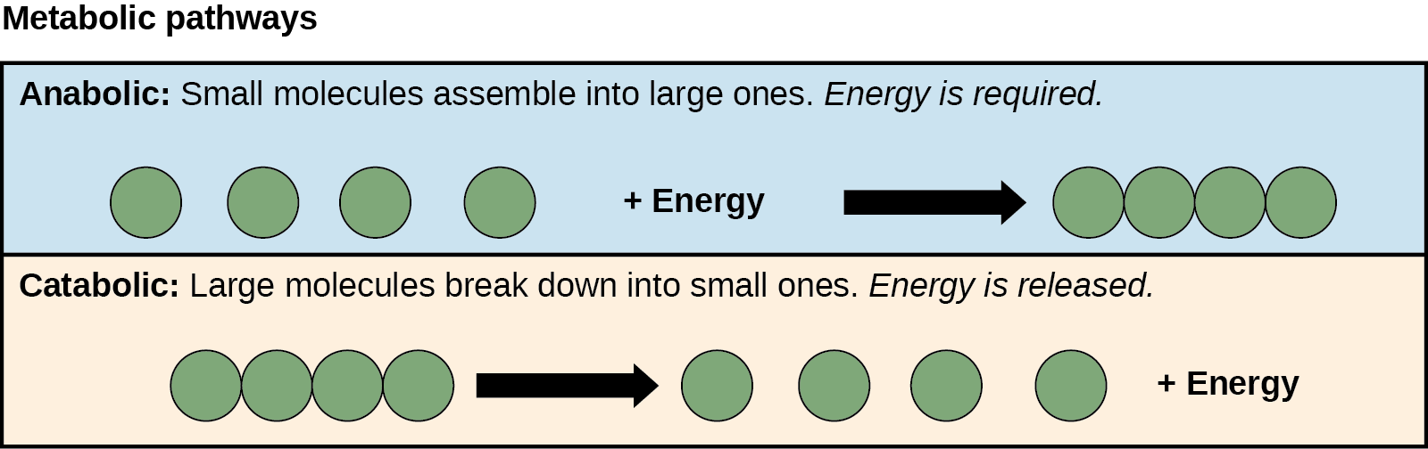 Anabolic and catabolic pathways are shown. In the anabolic pathway (top), four small molecules have energy added to them to make one large molecule. In the catabolic pathway (bottom), one large molecule is broken down into two components: four small molecules plus energy.