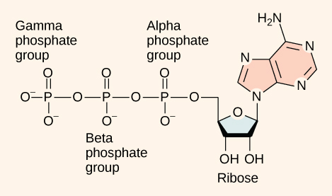 This illustration shows the molecular structure of A T P. This molecule is an adenine nucleotide with a string of three phosphate groups attached to it. The phosphate groups are named alpha, beta, and gamma in order of increasing distance from the ribose sugar to which they are attached.