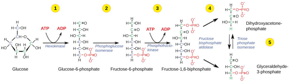 This illustration shows the steps in the first half of glycolysis. In step one, the enzyme hexokinase uses one A T P molecule in the phosphorylation of glucose. In step two, glucose dash 6 dash phosphate is rearranged to form fructose dash 6 dash phosphate by phosphoglucose isomerase. In step three, phosphofructokinase uses a second A T P molecule in the phosphorylation of the substrate, forming fructose dash 1, 6 dash bisphosphate. The enzyme fructose bisphosphate aldose splits the substrate into two, forming glyceraldeyde dash 3 dash phosphate and dihydroxyacetone-phosphate. In step 4, triose phosphate isomerase converts the dihydroxyacetone-phosphate into glyceraldehyde dash 3 dash phosphate.