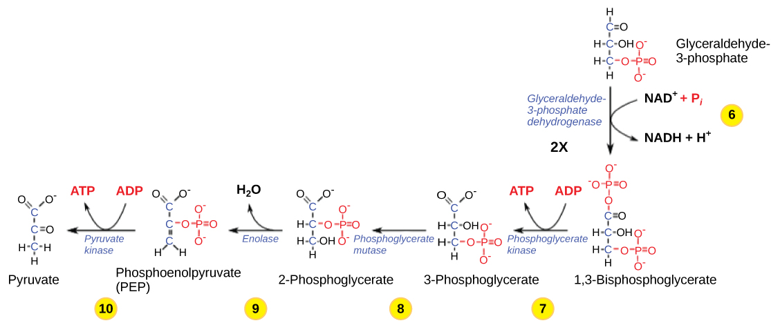This illustration shows the steps in the second half of glycolysis. In step six, the enzyme glyceraldehydes dash 3 dash phosphate dehydrogenase produces one N A D H molecule and forms 1 3 dash bisphosphoglycerate. In step seven, the enzyme phosphoglycerate kinase removes a phosphate group from the substrate, forming one A T P molecule and 3 dash phosphoglycerate. In step eight, the enzyme phosphoglycerate mutase rearranges the substrate to form 2 dash phosphoglycerate. In step nine, the enzyme enolase rearranges the substrate to form phosphoenolpyruvate. In step ten, a phosphate group is removed from the substrate, forming one A T P molecule and pyruvate.