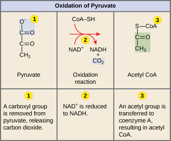 This illustration shows the three-step conversion of pyruvate into acetyl upper case C lower case o upper case A. In step one, a carboxyl group is removed from pyruvate, releasing carbon dioxide. In step two, a redox reaction forms acetate and N A D H. In step three, the acetate is transferred coenzyme A, forming acetyl upper C lower o upper A.