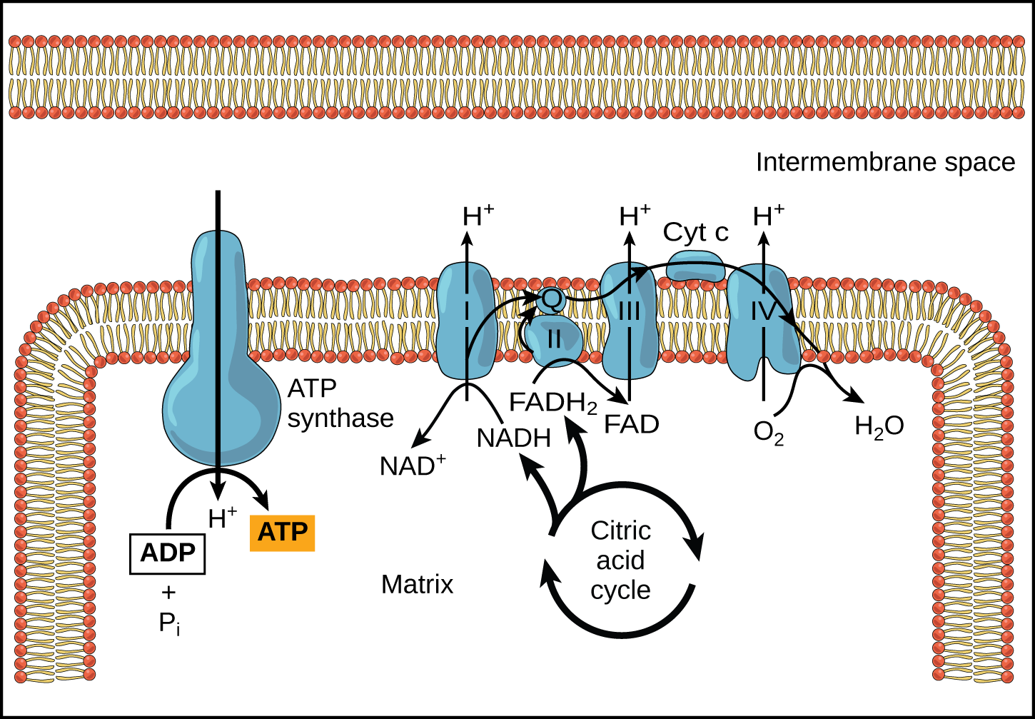 This illustration shows the electron transport chain, the A T P synthase enzyme embedded in the inner mitochondrial membrane, and the citric acid cycle occurring in the mitochondrial matrix. The citric acid cycle feeds N A D H and F A D H subscript 2 baseline to the electron transport chain. The electron transport chain oxidizes these substrates and, in the process, pumps protons into the intermembrane space. A T P synthase allows protons to leak back into the matrix and synthesizes A T P.