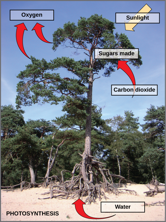 Photo of a tree with labels shows photosynthesis. Arrows indicate that the tree uses carbon dioxide, water, and sunlight to make sugars and oxygen. Water is absorbed through the tree's roots; sunlight is absorbed through the tree's leaves; the tree also absorbs carbon dioxide, and releases oxygen.