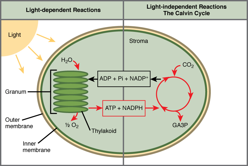This illustration shows a chloroplast with an outer membrane, an inner membrane, and stacks of membranes inside the inner membrane called thylakoids. The entire stack is called a granum. In the light reactions, energy from sunlight is converted into chemical energy in the form of A T P and N A D P H. In the process, water is used and oxygen is produced. Energy from A T P and N A D P H are used to power the Calvin cycle, which produces G A 3 P from carbon dioxide. A T P is broken down to A D P and Pi, and N A D P H is oxidized to N A D P superscript plus sign baseline. The cycle is completed when the light reactions convert these molecules back into A T P and N A D P H.