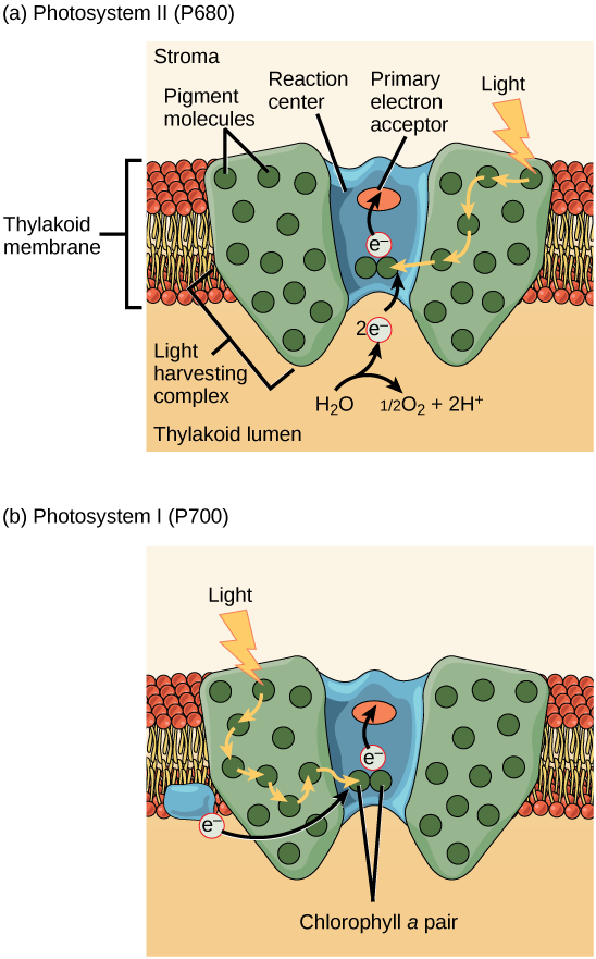 Illustration a shows the structure of P S I I, which is embedded in the thylakoid membrane. At the core of P S I I is the reaction center. The reaction center is surrounded by the light-harvesting complex, which contains antenna pigment molecules that shunt light energy toward a pair of chlorophyll a molecules in the reaction center. As a result, an electron is excited and transferred to the primary electron acceptor. A water molecule is split, releasing two electrons which are used to replace excited electrons. Illustration b shows the structure of P S I, which is similar in structure to P S I I. However, P S I I uses an electron from the chloroplast electron transport chain also embedded in the thylakoid membrane to replace the excited electron.