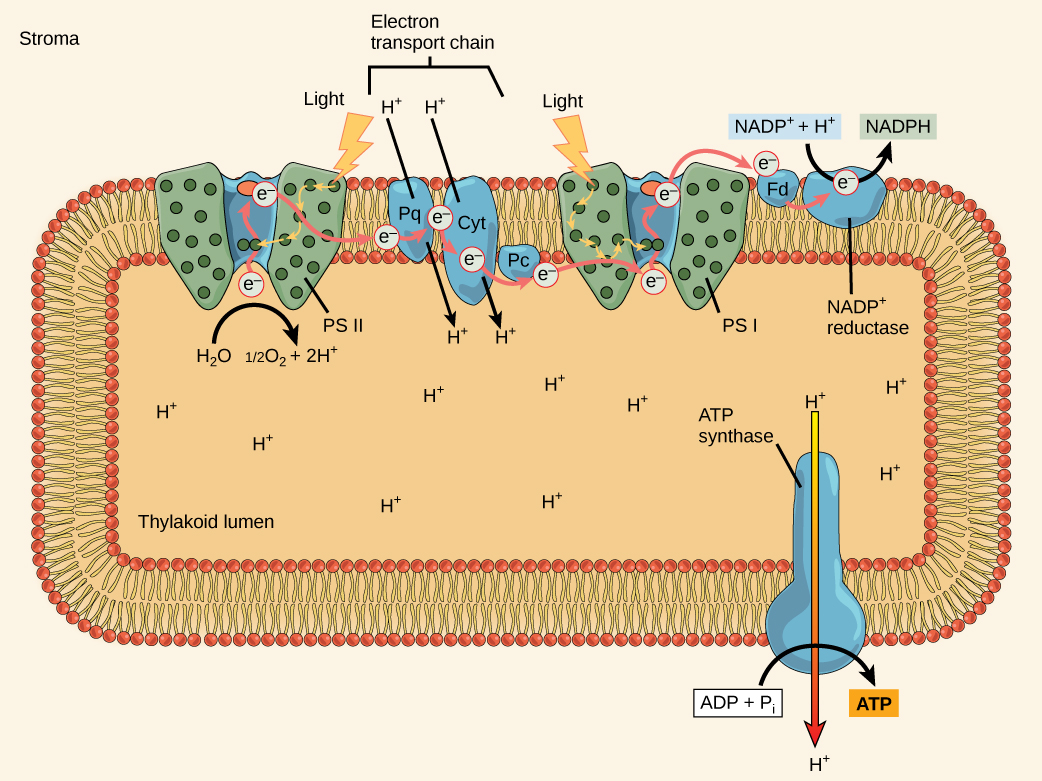 This illustration shows the components involved in the light reactions, which are all embedded in the thylakoid membrane. Photosystem I I uses light energy to strip electrons from water, producing half an oxygen molecule and two protons in the process. The excited electron is then passed through the chloroplast electron transport chain to photosystem I. Photosystem I passes the electron to N A D P superscript plus sign baseline reductase, which uses it to convert N A D P superscript plus sign baseline and a proton to N A D P H. As the electron transport chain moves electrons, it pumps protons into the thylakoid lumen. The splitting of water also adds electrons to the lumen, and the reduction of N A D P H removes protons from the stroma. The net result is a low lower case p upper case H inside the thylakoid lumen, and a high lower p upper H outside, in the stroma. A T P synthase embedded the thylakoid membrane moves protons down their electrochemical gradient, from the lumen to the stroma, and uses the energy from this gradient to make A T P.