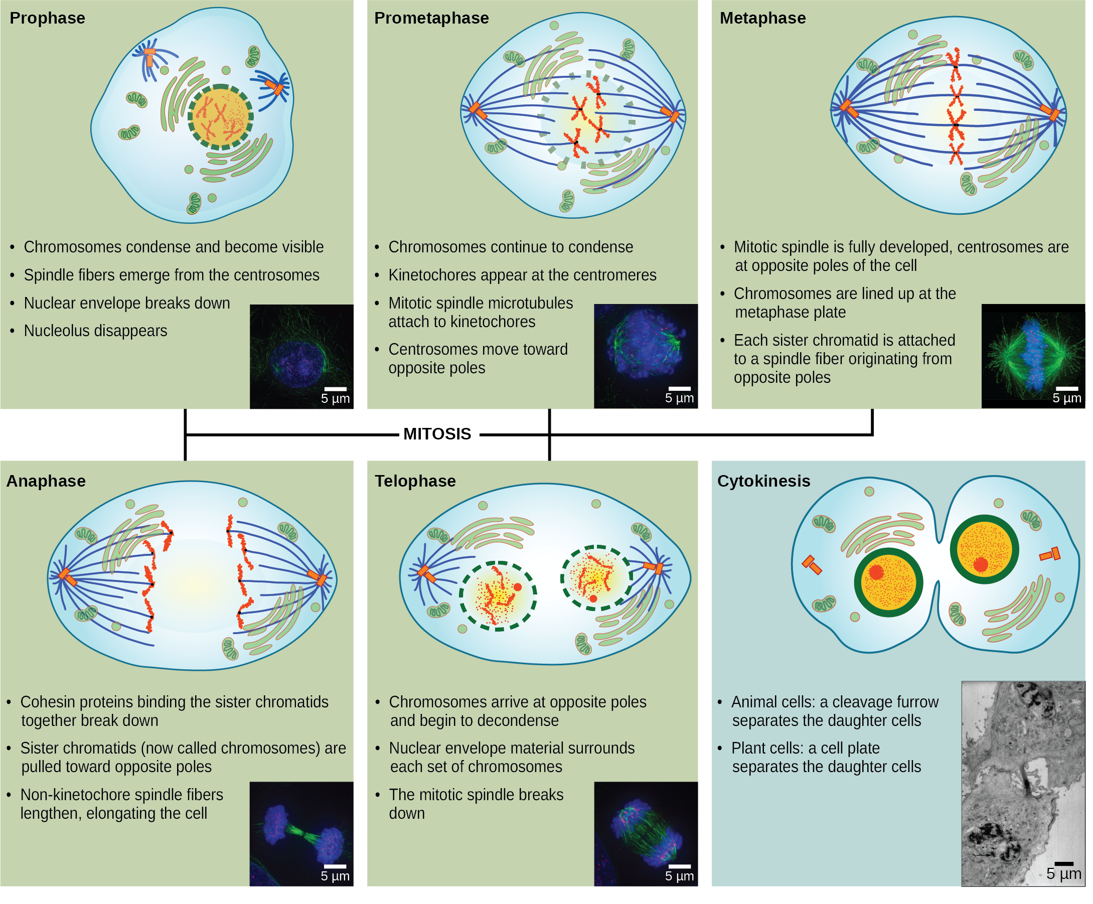 This diagram shows the five phases of mitosis and cytokinesis. During prophase, the chromosomes condense and become visible, spindle fibers emerge from the centrosomes, the nuclear envelope breaks down, and the nucleolus disappears. During prometaphase, the chromosomes continue to condense and kinetochores appear at the centromeres. Mitotic spindle microtubules attach to the kinetochores, and centrosomes move toward opposite poles. During metaphase, the mitotic spindle is fully developed, and centrosomes are at opposite poles of the cell. Chromosomes line up at the metaphase plate and each sister chromatid is attached to a spindle fiber originating from the opposite pole. During anaphase, the cohesin proteins that were binding the sister chromatids together break down. The sister chromatids, which are now called chromosomes, move toward opposite poles of the cell. Non-kinetochore spindle fibers lengthen, elongating the cell. During telophase, chromosomes arrive at the opposite poles and begin to decondense. The nuclear envelope reforms. During cytokinesis in animals, a cleavage furrow separates the two daughter cells. In plants, a cell plate separates the two cells.