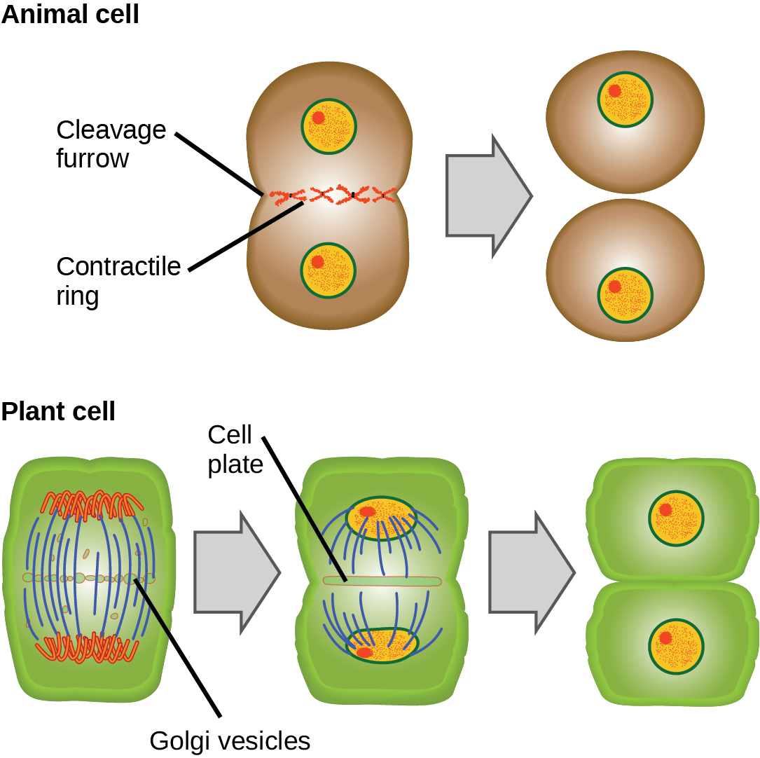 Part a: This illustration shows cytokinesis in a typical animal cell. Part b: Cytokinesis is shown in a typical plant cell. In an animal cell, a contractile ring of actin filaments forms a cleavage furrow that divides the cell in two. In a plant cell, Golgi vesicles coalesce at the metaphase plate. A cell plate grows from the center outward, and the vesicles form a plasma membrane that divides the cytoplasm.