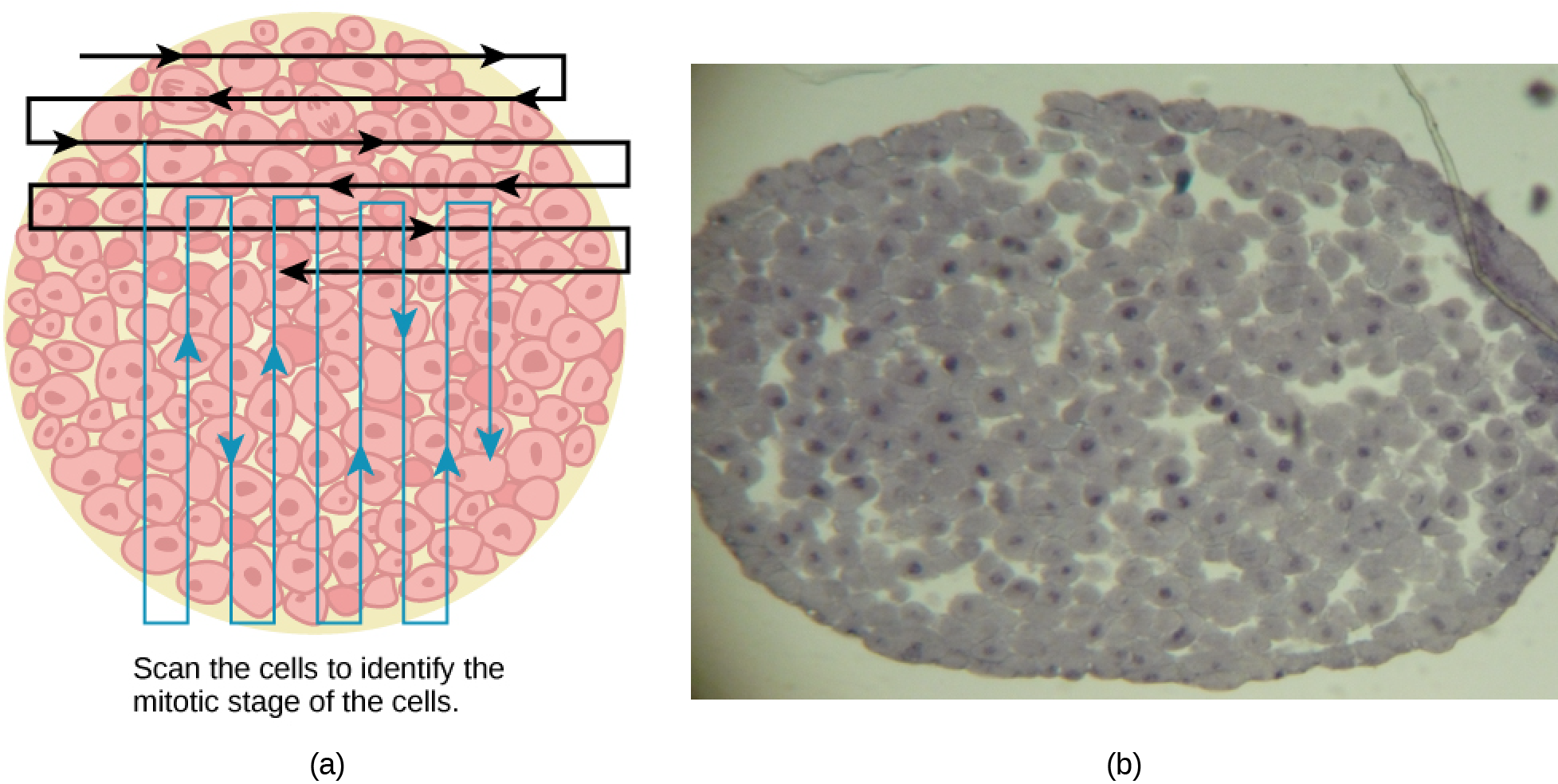 Left: This figure shows an illustration of whitefish blastula cells with a scanning pattern from right to left, and from top to bottom. Right: A micrograph of whitefish blastula cells in various phases of the cell cycle is shown.