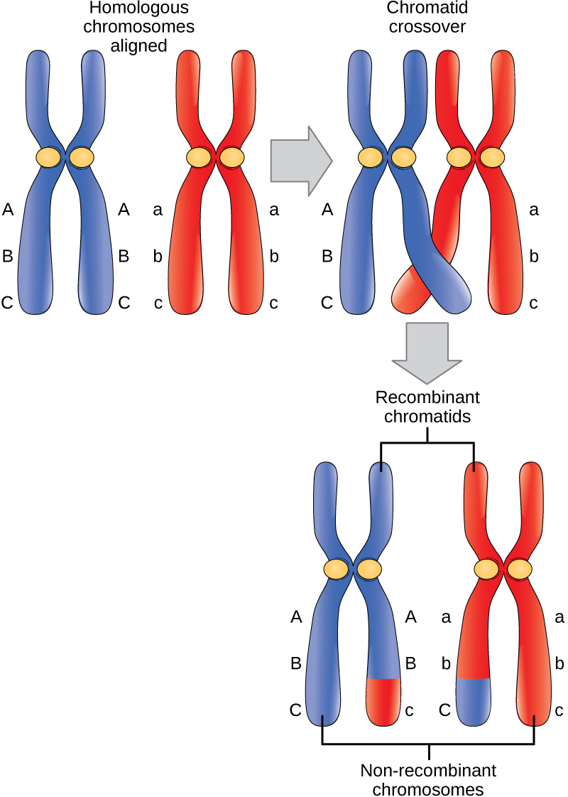 This illustration shows a pair of homologous chromosomes that are aligned. The ends of two nonsister chromatids of the homologous chromosomes cross over, and genetic material is exchanged. The non-sister chromatids between which genetic material was exchanged are called recombinant chromosomes. The other pair of non-sister chromatids that did not exchange genetic material are called non-recombinant chromosomes.
