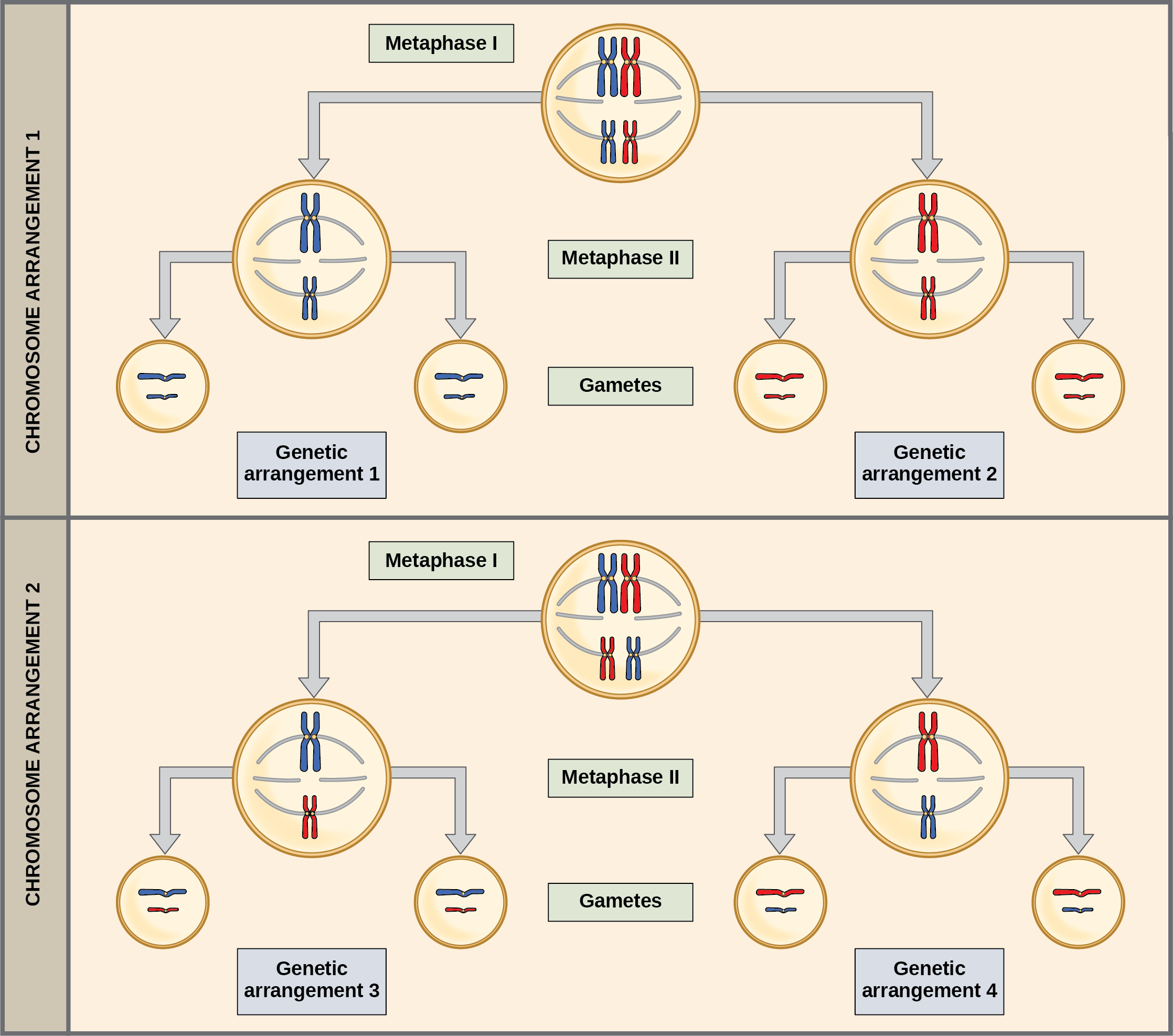 This illustration shows that, in a cell with a set of two chromosomes, four possible arrangements of chromosomes can give rise to eight different kinds of gamete. These are the eight possible arrangements of chromosomes that can occur during meiosis of two chromosomes.