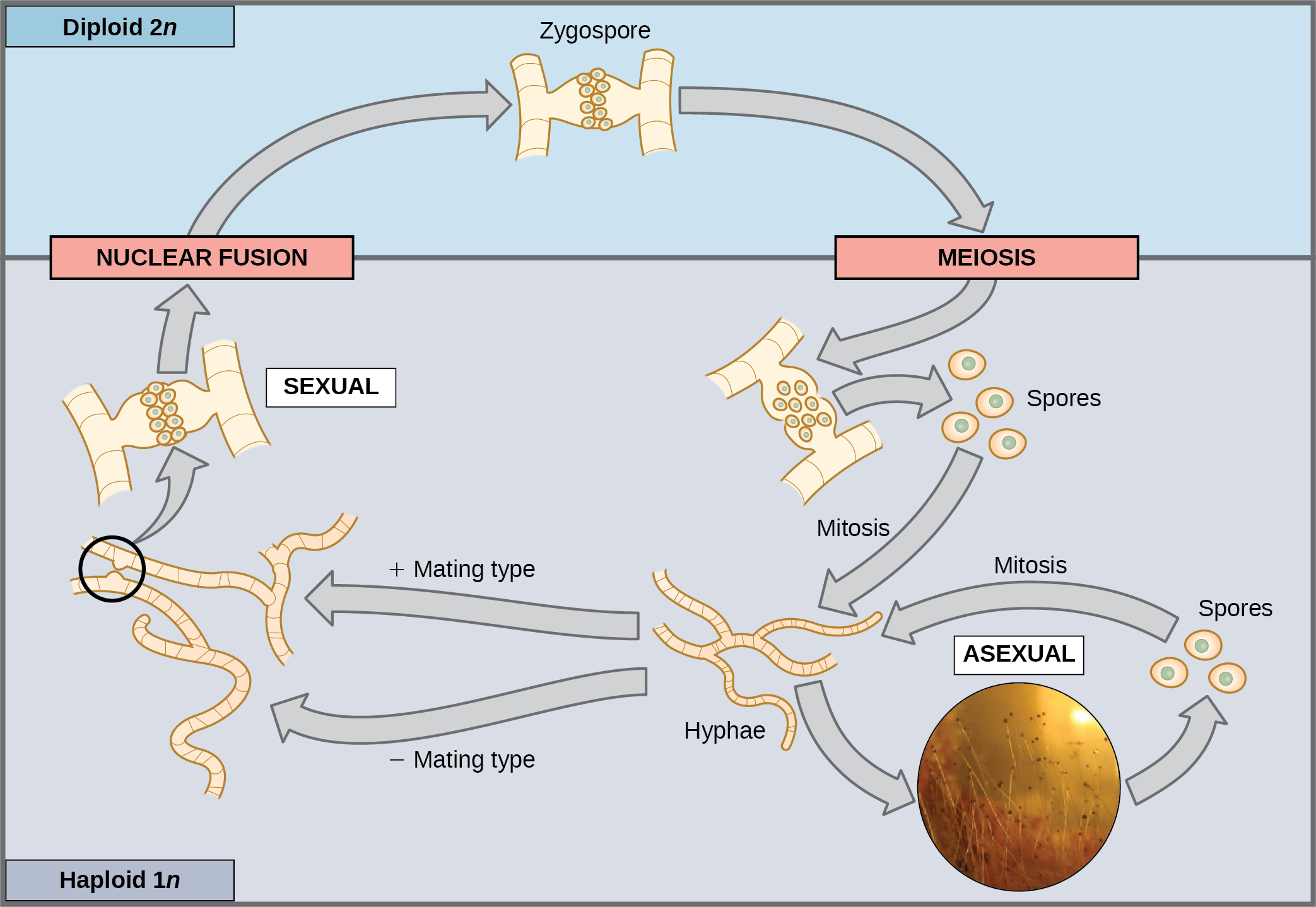 This illustration shows the life cycle of fungi. In fungi, the diploid (2n) zygospore undergoes meiosis to form haploid (1n) spores. Mitosis of the spores occurs to form hyphae. Hyphae can undergo asexual reproduction to form more spores, or they form plus and minus mating types that undergo nuclear fusion to form a zygospore.