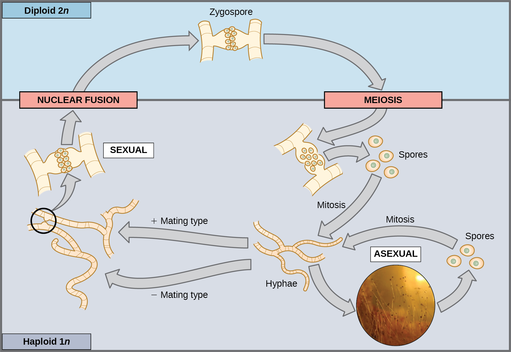 10-2-sexual-reproduction-biology-110-psu-dubois