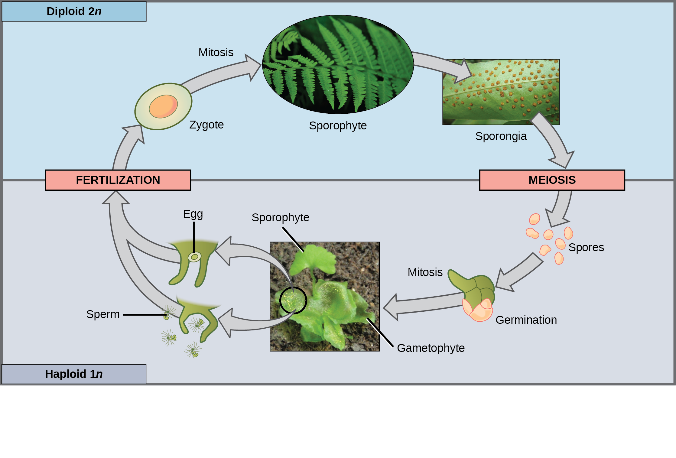 This illustration shows the life cycle of fern plants. The diploid (2n) zygote undergoes mitosis to produce the sphorophyte, which is the familiar, leafy plant. Sporangia form on the underside of the leaves of the sphorophyte. Sporangia undergo meiosis to form haploid (1n) spores. The spores germinate and undergo mitosis to form a multicellular, leafy gametophyte. The gametophyte produces eggs and sperm. Upon fertilization, the egg and sperm form a diploid zygote.