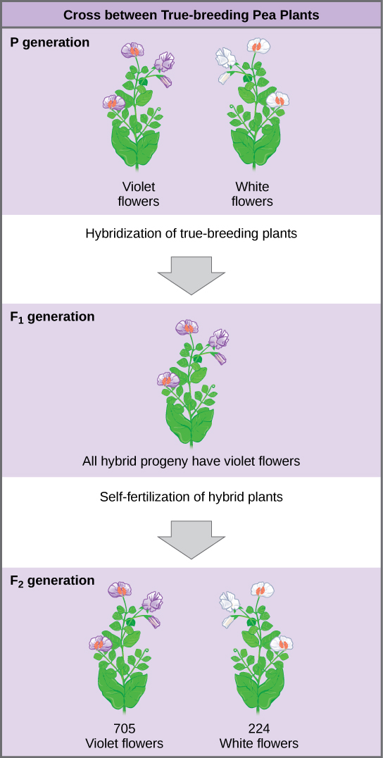 The diagram shows a cross between pea plants that are true-breeding for purple flower color and plants true-breeding for white flower color. This cross-fertilization of the upper P generation resulted in an upper case F subscript 1 baseline generation with all violet flowers. Self-fertilization of the upper F subscript one baseline generation resulted in an upper F subscript 2 baseline generation that consisted of 705 plants with violet flowers, and 224 plants with white flowers.