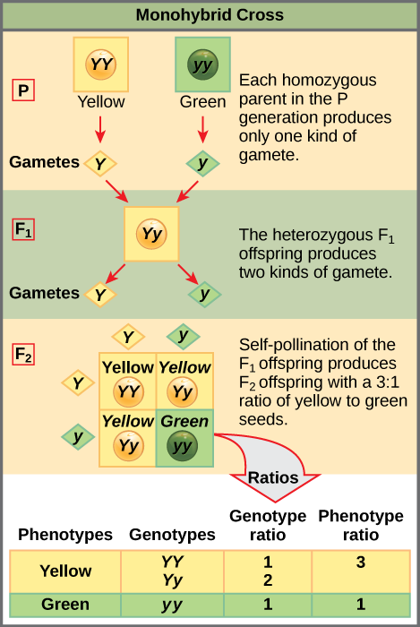This illustration shows a monohybrid cross. In the upper P generation, one parent has a dominant yellow phenotype and the genotype upper Y upper Y, and the other parent has the recessive green phenotype and the genotype lower y lower y. Each parent produces one kind of gamete, resulting in an upper F subscript 1 baseline generation with a dominant yellow phenotype and the genotype upper Y lower y. Self-pollination of the upper F subscript 1 baseline generation results in an upper F subscript 2 baseline generation with a 3 to 1 ratio of yellow to green peas. One out of three of the yellow pea plants has a dominant genotype of upper Y upper Y, and 2 out of 3 have the heterozygous phenotype upper Y lower y. The homozygous recessive plant has the green phenotype and the genotype lower y lower y.