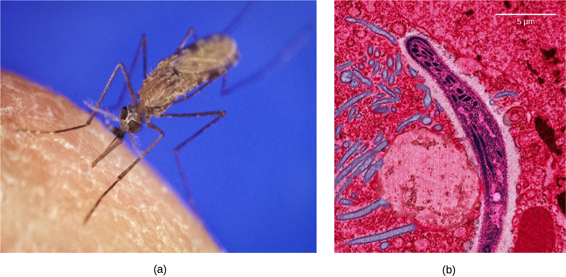 Photo a shows the Anopheles gambiae mosquito, which carries malaria.