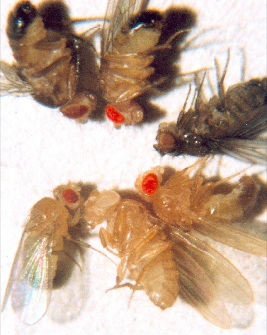 Photo shows six fruit flies, each with a different eye color.
