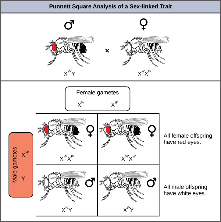 This illustration shows a Punnett square analysis of fruit fly eye color, which is a sex-linked trait. A red-eyed male fruit fly with the genotype X superscript w baseline, Y, is crossed with a white-eyed female fruit fly with the genotype X superscript w, X superscript w baseline. All of the female offspring acquire a dominant upper case W allele from the father and a recessive lower case w allele from the mother, and are therefore heterozygous dominant with red eye color. All of the male offspring acquire a recessive w allele from the mother and a Y chromosome from the father and are therefore hemizygous recessive with white eye color.