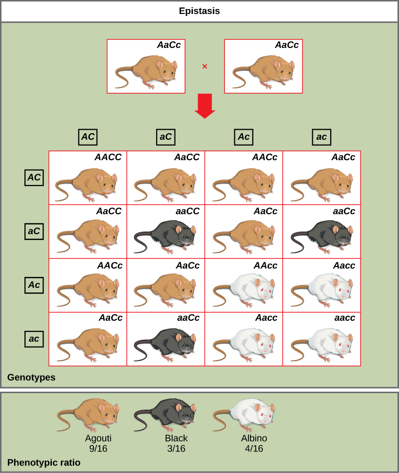 A cross between two agouti mice with the heterozygous genotype upper A lower a upper C lower c is shown. Each mouse produces four different kinds of gametes, which are upper A upper C, and lower a upper C, and upper A lower c, and lower a lower c. A 4 by 4 Punnett square is used to determine the genotypic ratio of the offspring. The phenotypic ratio is 9 slash 16 agouti, 3 slash 16 black, and 4 slash 16 white.
