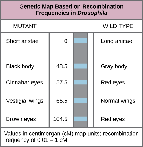 The illustration shows a Drosophila genetic map. The gene for aristae length occurs at 0 centimorgans, or lower case c upper case M. The gene for body color occurs at 48.5 lower c upper M. The gene for red versus cinnabar eye color occurs at 57.5 lower c upper M. The gene for wing length occurs at 65.5 lower c upper M, and the gene for red versus brown eye color occurs at 104.5 lower c upper M. One lower c upper M is equivalent to a recombination frequency of 0.01.
