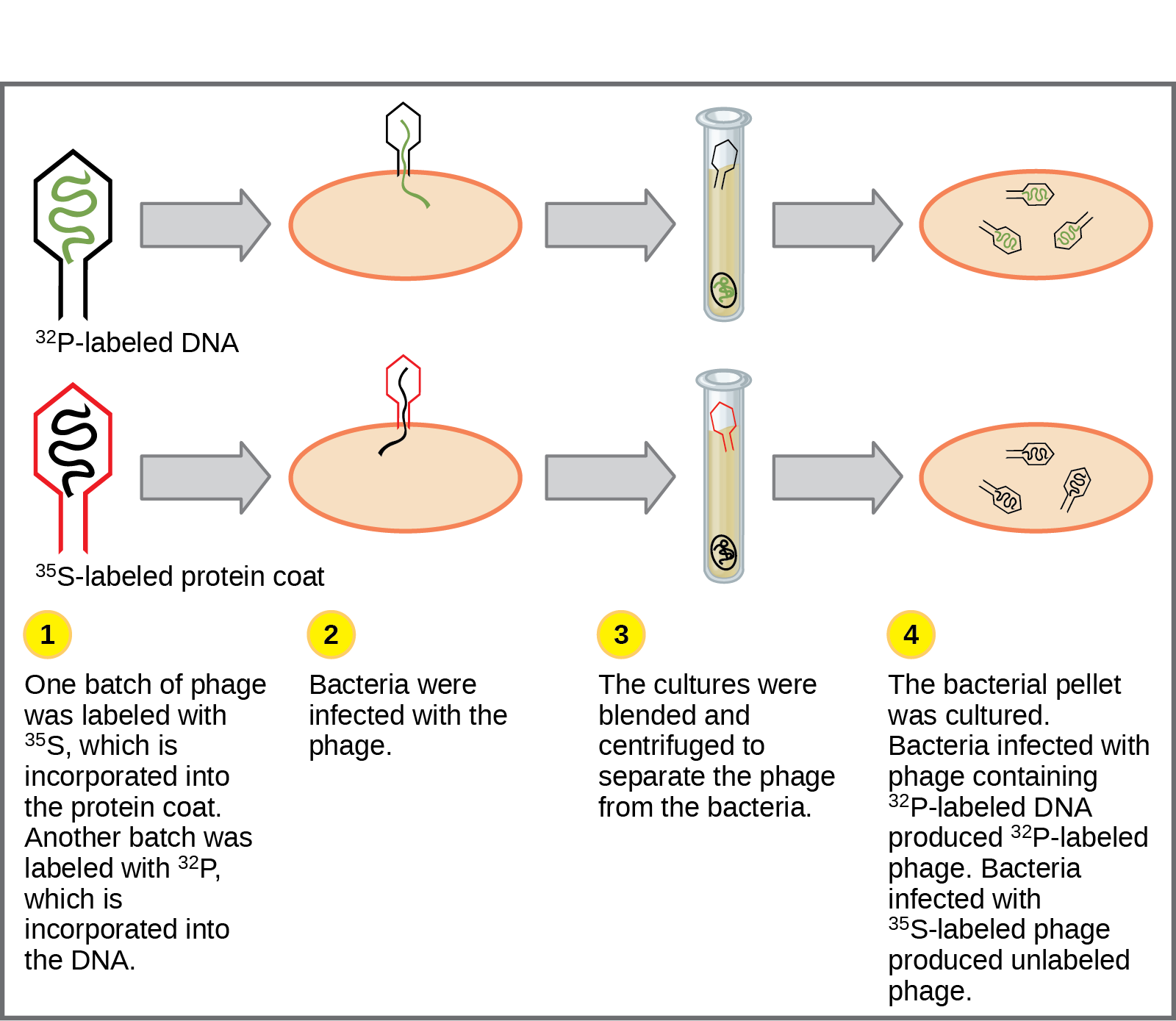 Illustration shows bacteria being infected by phage labeled with superscript 35 baseline upper case S, which is incorporated into the protein coat, or superscript 32 baseline upper case P, which is incorporated into the D N A. Infected bacteria were separated from phage by centrifugation and cultured. The bacteria that had been infected with phage containing superscript 32 baseline upper P labeled D N A made radioactive phage. The bacteria that had been infected with superscript 35 baseline upper S labeled phage produced unlabeled phage. The results support the hypothesis that D N A, and not protein, is the genetic material.