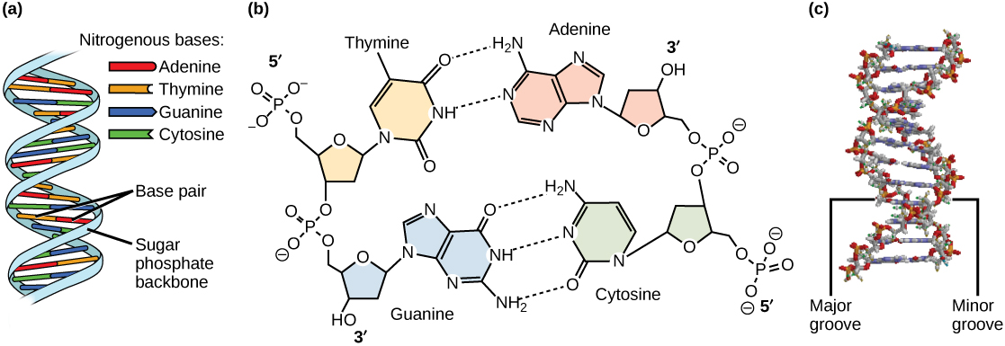 Part A shows an illustration of a D N A double helix, which has a sugar phosphate backbone on the outside and nitrogenous base pairs on the inside. Part B shows base pairing between thymine and adenine, which form two hydrogen bonds, and between guanine and cytosine, which form three hydrogen bonds. Part C shows a molecular model of the D N A double helix. The outside of the helix alternates between wide gaps, called major grooves, and narrow gaps, called minor grooves.