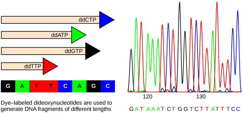 Part A shows a template D N A strand and newly synthesized strands that were generated in the presence of dideoxynucleotides that terminate the chain at different points to generate fragments of different sizes. Each dideoxynucleotide is labeled a different color. Part B shows a sequence readout that was generated after the D N A fragments were separated on the basis of size. The color of the fragment indicates the identity of the nucleotide at the end of a given fragment. By reading the colors in order, the D N A sequence can be determined.