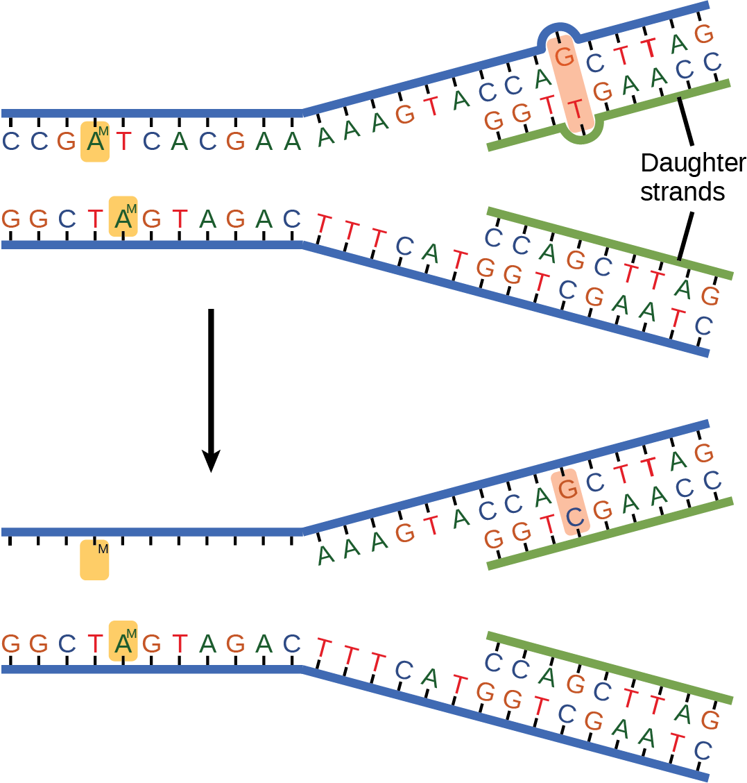 The top illustration shows a replicated D N A strand with G T base mismatch. The bottom illustration shows the repaired D N A, which has the correct G C base pairing.