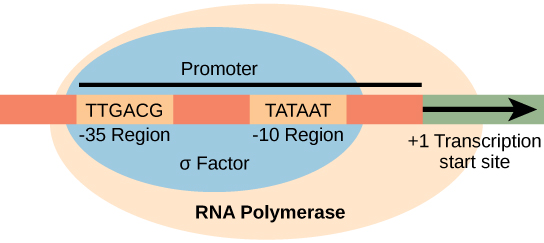 Illustration shows the sigma subunit of R N A polymerase bound to two consensus sequences that are 10 and 35 bases upstream of the transcription start site. R N A polymerase is bound to sigma..