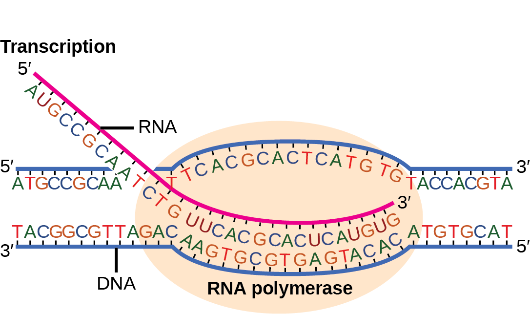 Фрагмент днк на котором синтезируется трнк. RNA Transcription. Транскрипция биохимия. Transcription Biology. DNA Transcription.