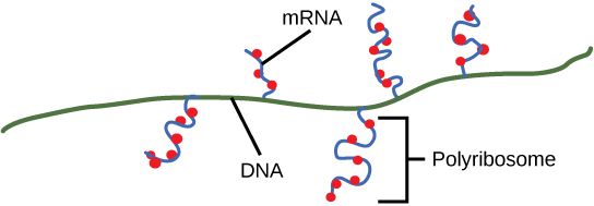 Illustration shows multiple m R N As transcribed off one gene. Ribosomes attach to the m R N A before transcription is complete and begin to make protein.
