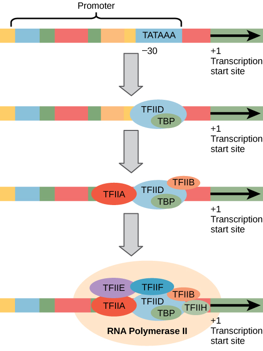 Illustration shows a series of transcription factors binding to the promoter, which is upstream of the gene. After all of the transcription factors are bound, R N A polymerase I I binds as well.