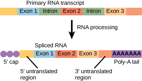 An illustration shows that before R N A processing, there is a primary R N A transcript including five boxes labeled, left to right, as exon 1, intron, exon 2, intron, and exon 3. After R N A processing, there is a spliced R N A with these parts, left to right are a 5 prime cap, a 5 prime untranslated region, exon 1, exon 2, exon 3, a 3 prime untranslated region, and a poly a tail.