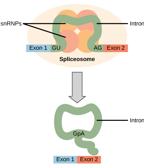 Illustration shows a spliceosome bound to m R N A. An intron is wrapped around s n R N Ps associated with the spliceosome. When the splice is complete, the exons on either side of the intron are fused together, and the intron forms a ring structure.