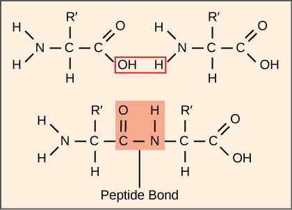 Illustration shows two amino acids side-by-side. Each amino acid has an amino group, a carboxyl group, and a side chain labeled R or R prime. Upon formation of a peptide bond, the amino group is joined to the carboxyl group. A water molecule is released in the process.
