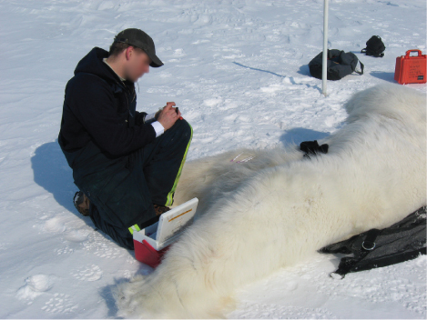 Photo shows a scientist next to a tranquilized polar bear laying on the snow.