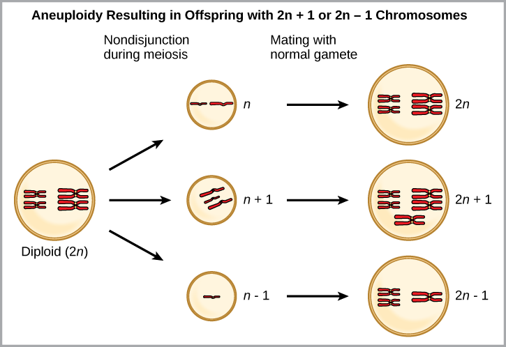 Aneuploidy results when chromosomes fail to separate correctly during meiosis. As a result, one gamete has one too many chromosomes, shown as n plus 1, and the other has one too few, shown as n minus 1. When the n + 1 gamete fuses with a normal gamete, the resulting zygote has 2 n + 1 chromosomes. When the n minus 1 gamete fuses with a normal gamete, the resulting zygote has 2 n minus 1 chromosomes.