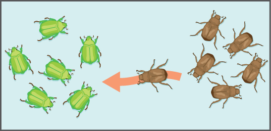 This illustration shows an individual from a population of brown insects traveling toward a population of green insects.