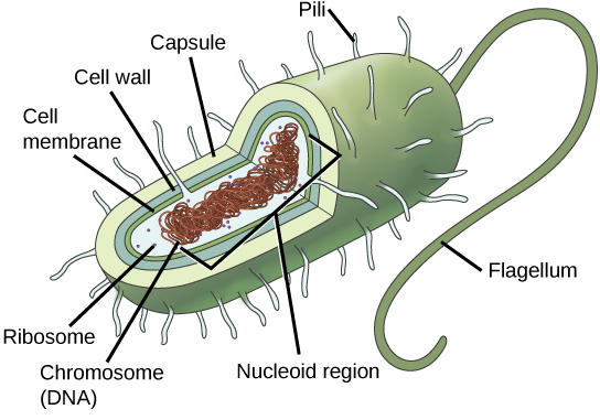 In this illustration, the prokaryotic cell is rod shaped. The circular chromosome is concentrated in a region called the nucleoid. The fluid inside the cell is called the cytoplasm. Ribosomes, depicted as small circles, float in the cytoplasm. The cytoplasm is encased by a plasma membrane, which in turn is encased by a cell wall. A capsule surrounds the cell wall. The bacterium depicted has a flagellum protruding from one narrow end. Pili are small protrusions that project from the capsule all over the bacterium, like hair.