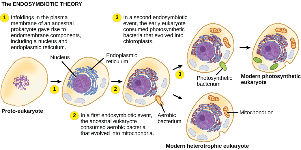 The illustration shows steps that, according to the endosymbiotic theory, gave rise to eukaryotic organisms. In step 1, infoldings in the plasma membrane of an ancestral prokaryote gave rise to endomembrane components, including a nucleus and endoplasmic reticulum. In step 2, the first endosymbiotic event occurred: The ancestral eukaryote consumed aerobic bacteria that evolved into mitochondria. In a second endosymbiotic event, the early eukaryote consumed photosynthetic bacteria that evolved into chloroplasts.